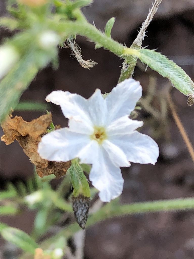 Euploca wigginsii