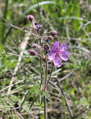 Geranium linearilobum