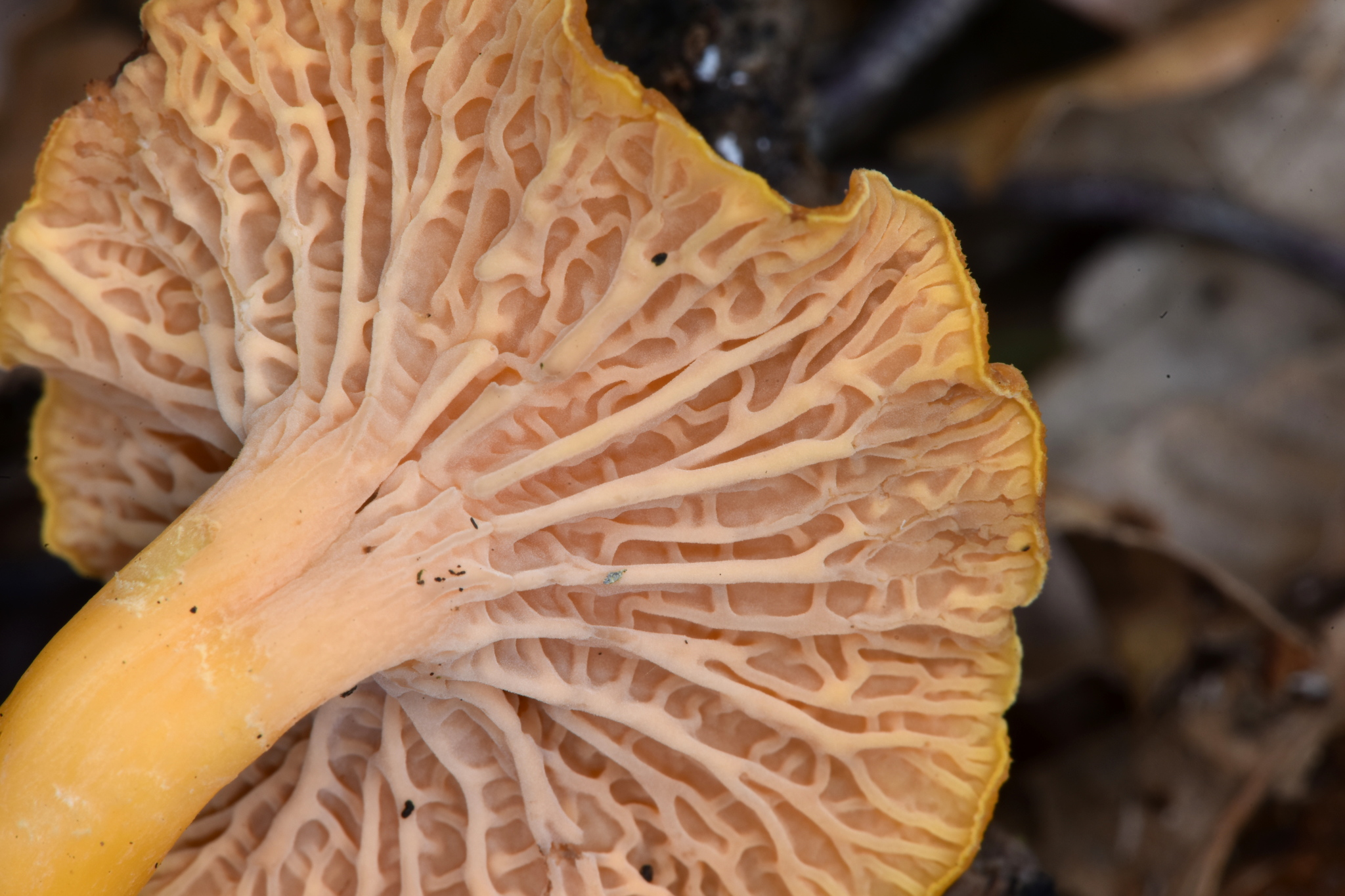 Craterellus tubaeformis image