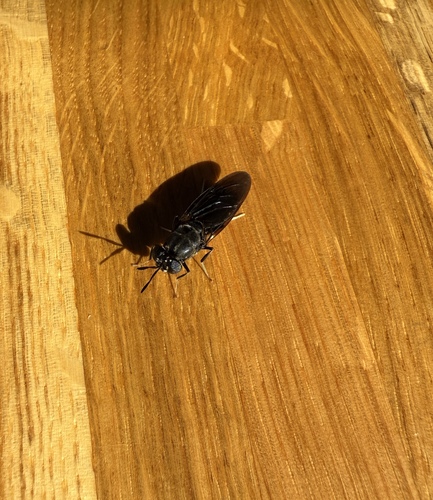 Unknown species found near University of Washington, Seattle, WA, USA