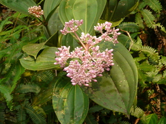 Medinilla speciosa