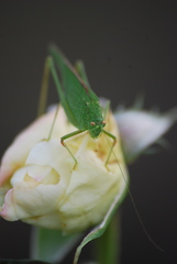 Phaneroptera nana