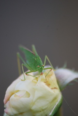 Phaneroptera nana