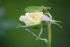 Phaneroptera nana