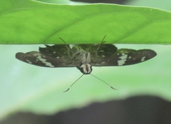 Celaenorrhinus eligius