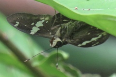 Celaenorrhinus eligius