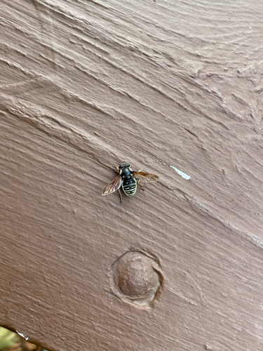 Unknown species found near Fourth Ave, Stevens Point, WI, US
