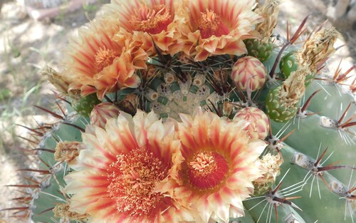 Ferocactus peninsulae