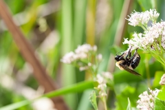 Xylocopa virginica image