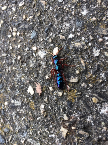 Blue Ant photo 3