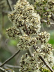Sinclairia glabra