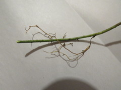 Euonymus nanus