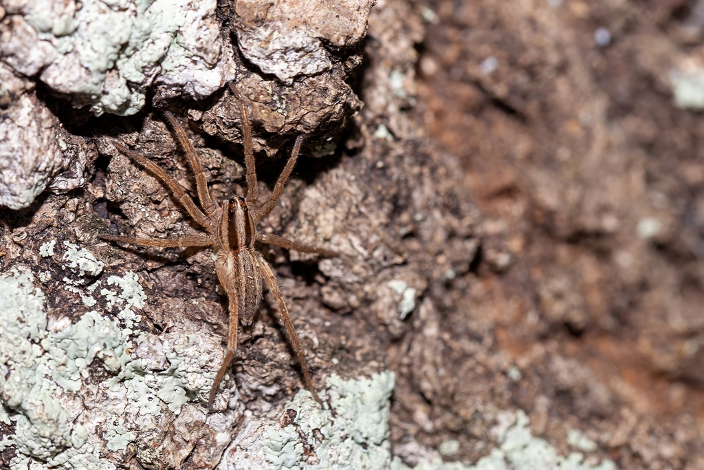 Rabidosa carrana from Wedgefield, FL 32833, USA on December 10, 2019 at ...