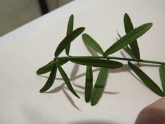 Euonymus nanus