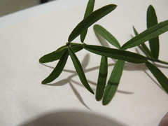 Euonymus nanus