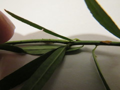 Euonymus nanus