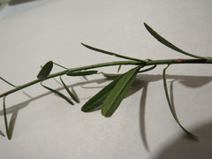 Euonymus nanus