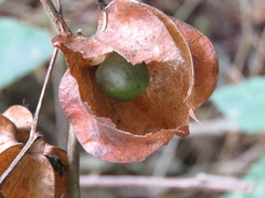 Physalis nicandroides