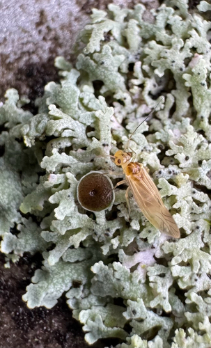 Rhodos Insect Photo 577845720, (c) rhodeislandbug, some rights reserved (CC BY-NC ...