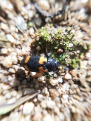 Episcapha quadrimacula