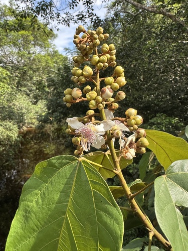 Bixa urucurana (Bixa urucurana)