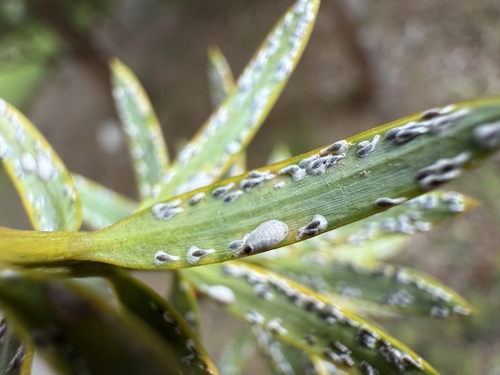 White Totara Scale