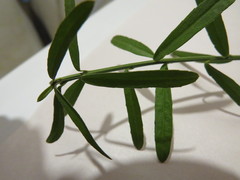 Euonymus nanus