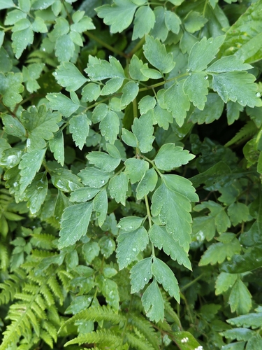 Corydalis pallida, photograph 3