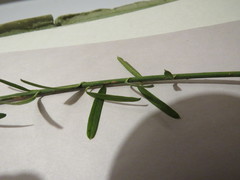 Euonymus nanus
