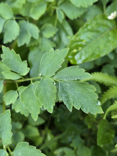 Corydalis pallida, photograph 4