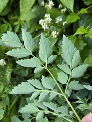 Corydalis pallida, photograph (c) 賴碧珠, some rights reserved (CC BY)