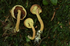 Pulveroboletus