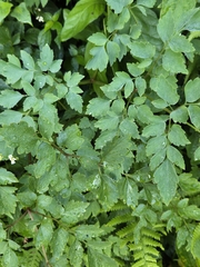 Corydalis pallida, photograph (c) 賴碧珠, some rights reserved (CC BY)