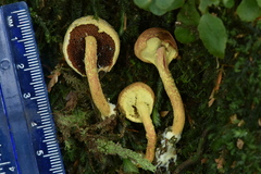 Pulveroboletus