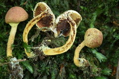 Pulveroboletus