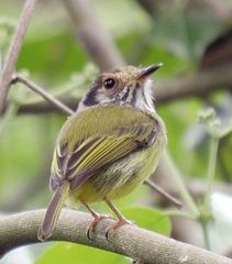 Myiornis auricularis