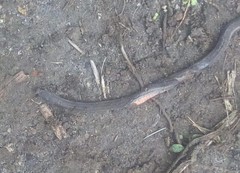 Urotheca lateristriga