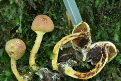 Pulveroboletus