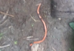 Urotheca lateristriga