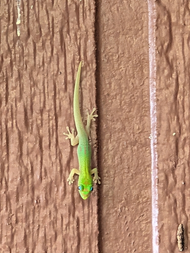 Phelsuma laticauda observed 2025-10-08