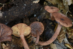 Lactarius areolatus