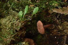 Lactarius areolatus