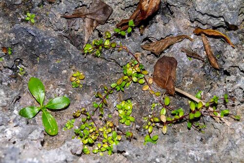 Leptopetalum biflorum observed 2025-09-18