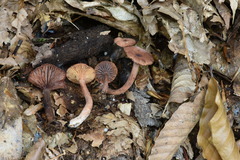 Lactarius areolatus