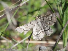 Isturgia murinaria