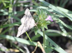 Isturgia murinaria