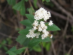 Stevia serrata
