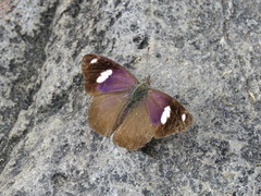 Diaethria bacchis