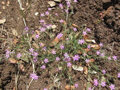 Spergularia purpurea, photograph (c) zebedeugalinha, some rights reserved (CC BY)