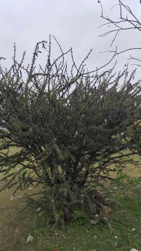 Schaffner's acacia (Vachellia schaffneri)